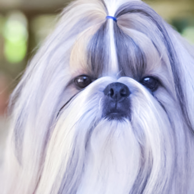 Shih Tzu, custom pet portraits oil and acrylic paintings by Janis Clary. Fine art for sale in Stuart, Martin County, Treasure Coast, Florida. MartinArts. Martin Artisans Guild. Art Collectors